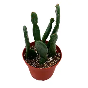 BubbleBlooms Prickley Pear Cactus 4 inch