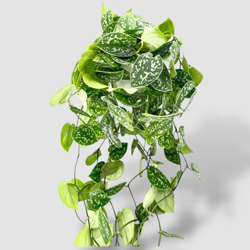 pothos plant toxic to dogs - TikTok Shop