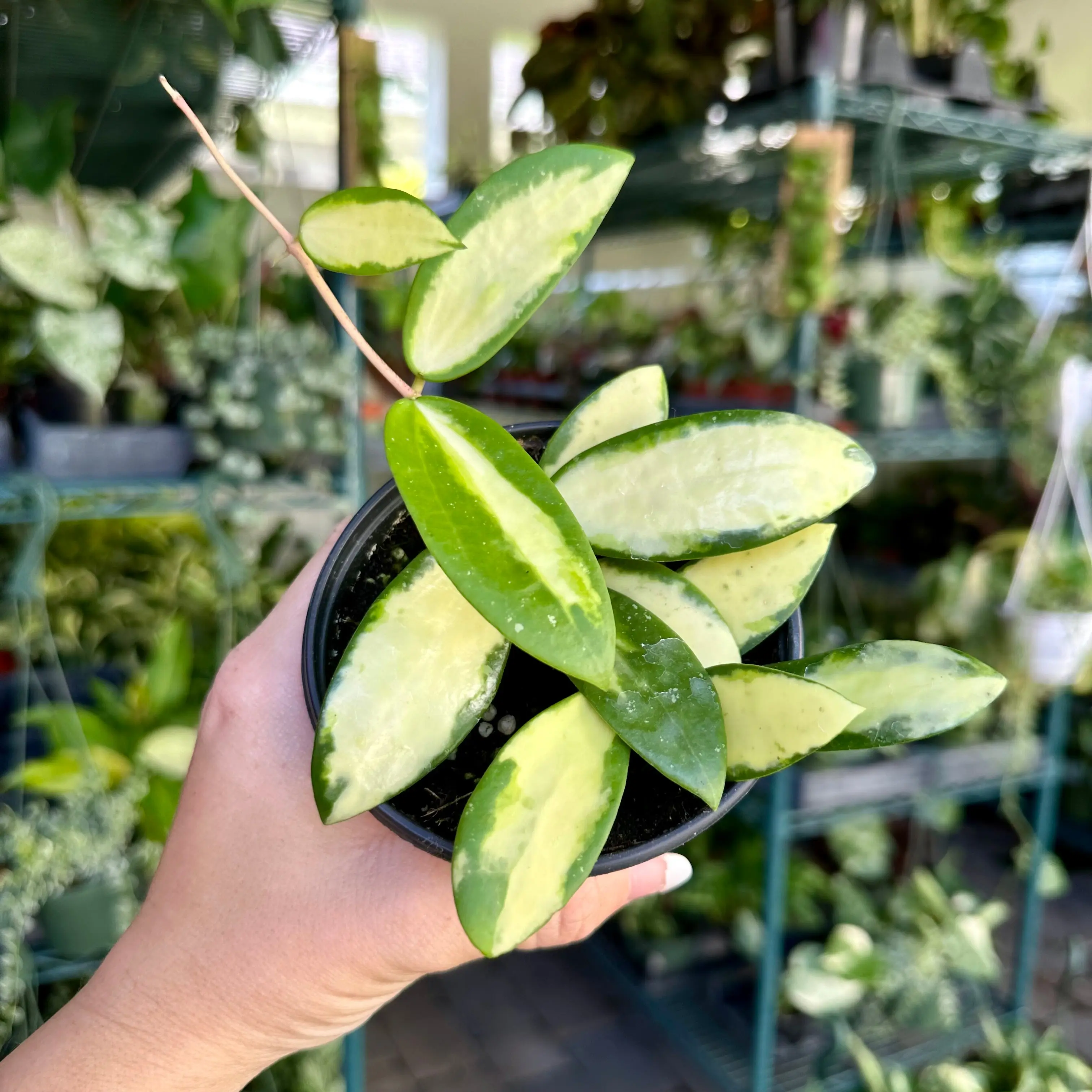 Hoya acuta inner variegated - Hoya verticillata - 4" pot