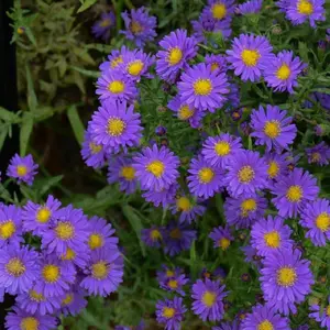 Kickin® Purple Aster