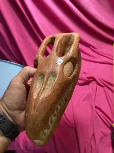 Small dinosaur skull fossil