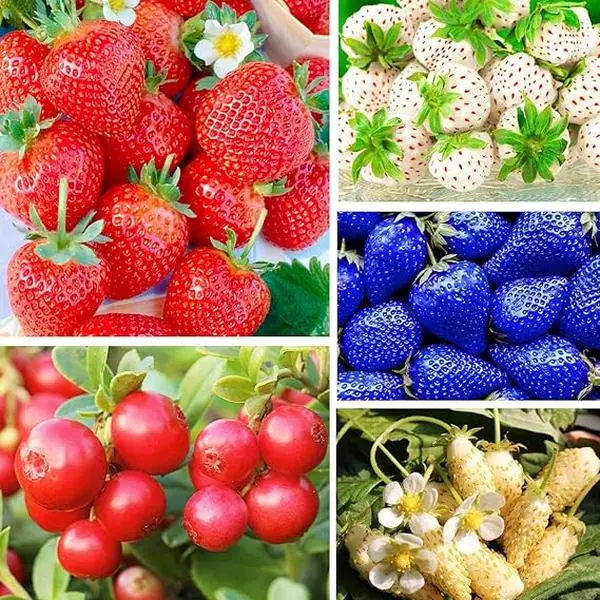 blue strawberry seeds - TikTok Shop