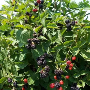 Triple Crown Thornless Blackberry Plants - Great Tasting Large Berries