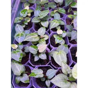 Black WidowxMichelle X BriellexRC