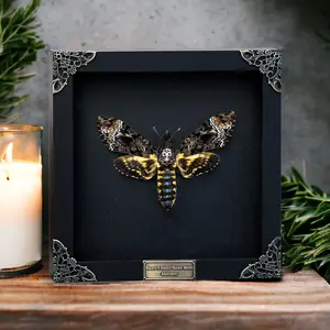 Death Head Moth Shadow Box – Gothic Wall Decor, Dark Academia Oddities Display, Cabinet of Curiosities Wall Art, Witchy Home Decor, Gothic Collectible