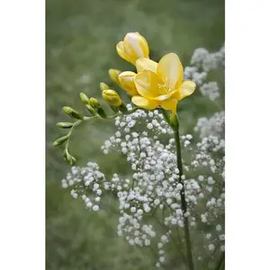 Freesia & Jasmine - Premium Fragrance Oil
