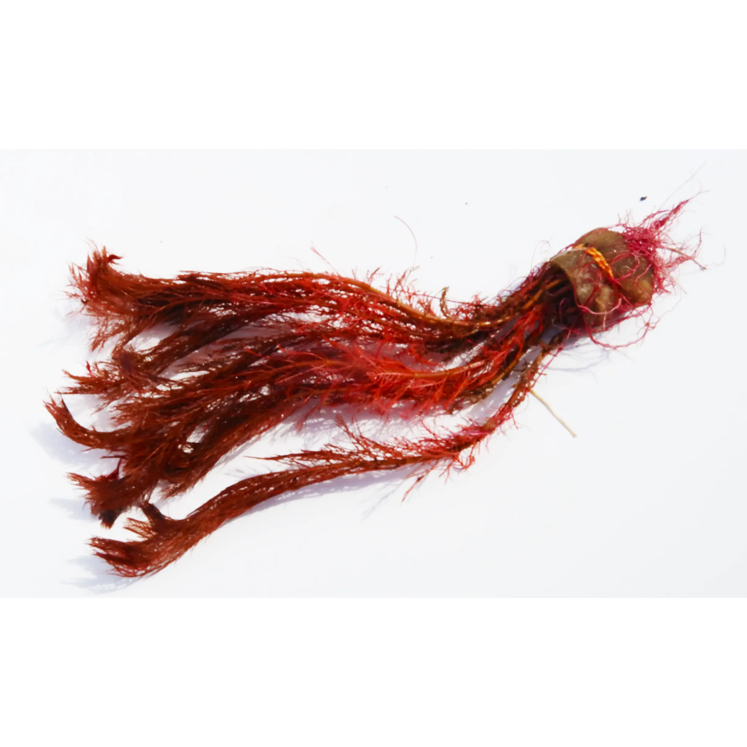 Myriophyllum tuberculatum (INSANE Red Aquarium Plant)