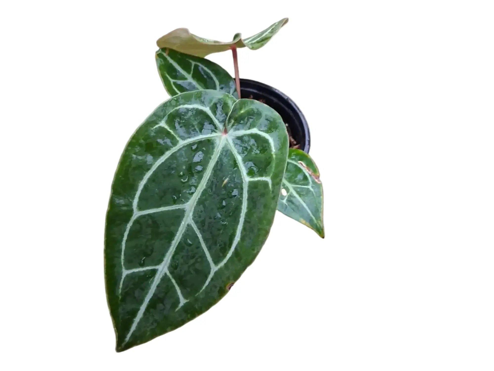 Anthurium Eureka x (Anth. Dr. Block F2 x NSE Red Crystal) (S)