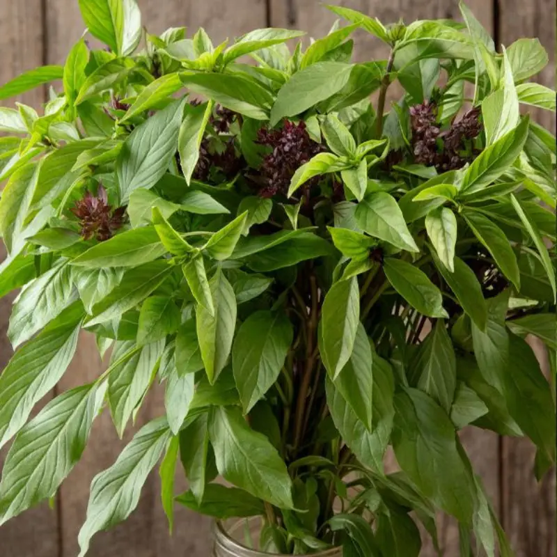 Large Sweet Thai Basil Organic Seeds (Ocimum basilicum var. thyrsiflora) – Aromatic basil with anise-clove flavor, ideal for Thai cuisine, curries, and fresh herbal teas.