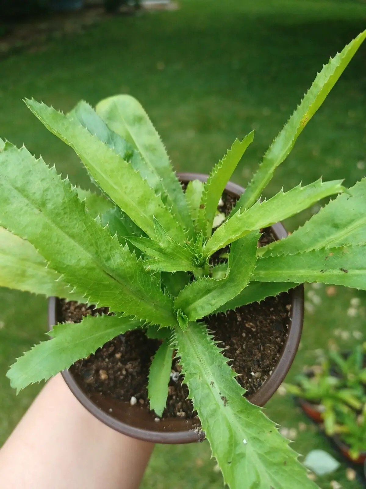 Culantro Recao , Vietnamese Coriander, Ngo Gai, 1 Live plant - TikTok Shop