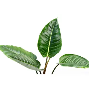 Philodendron urraoense
