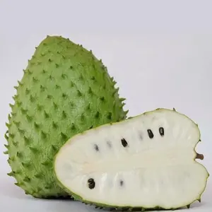 Live Soursop Fruit Tree - 3/4 Gal Potted Container, 1+ ft Tall, Indoor-Outdoor Garden Plant (Note: No Shipping to CA, TX, MS, AZ, LA, Puerto Rico, Any Island)