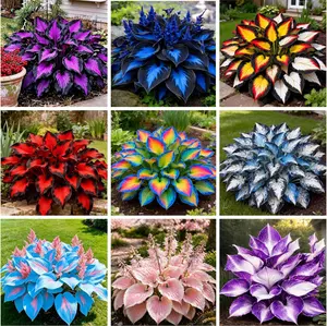 315+ Mix Colorful Flower Hosta Seeds Perennial Heart-Shaped Hosta Bare Roots - Rich Foliage, Heart Shaped Leaves, Outdoor Garden Easy To Grow Flower Hosta Seeds