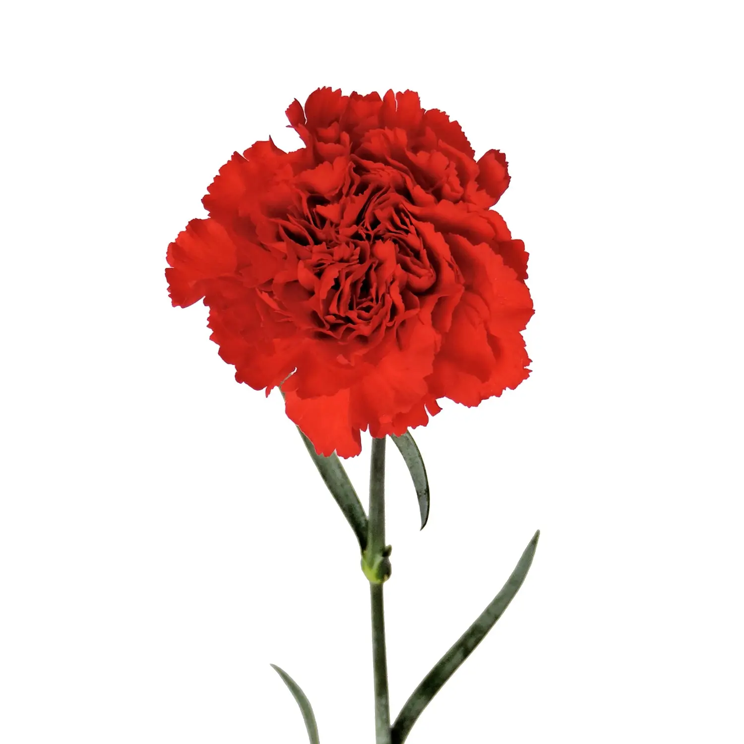 Red Carnations - Express Delivery