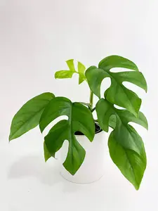 Rhaphidophora Tetrasperma Mini Monstera 'Ginny' Full Live Plant shipped in 4" nursery pot