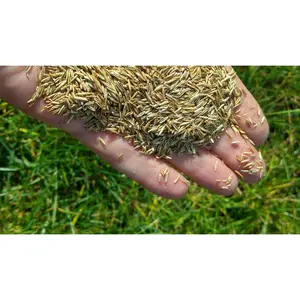 Bermuda Grass Seed