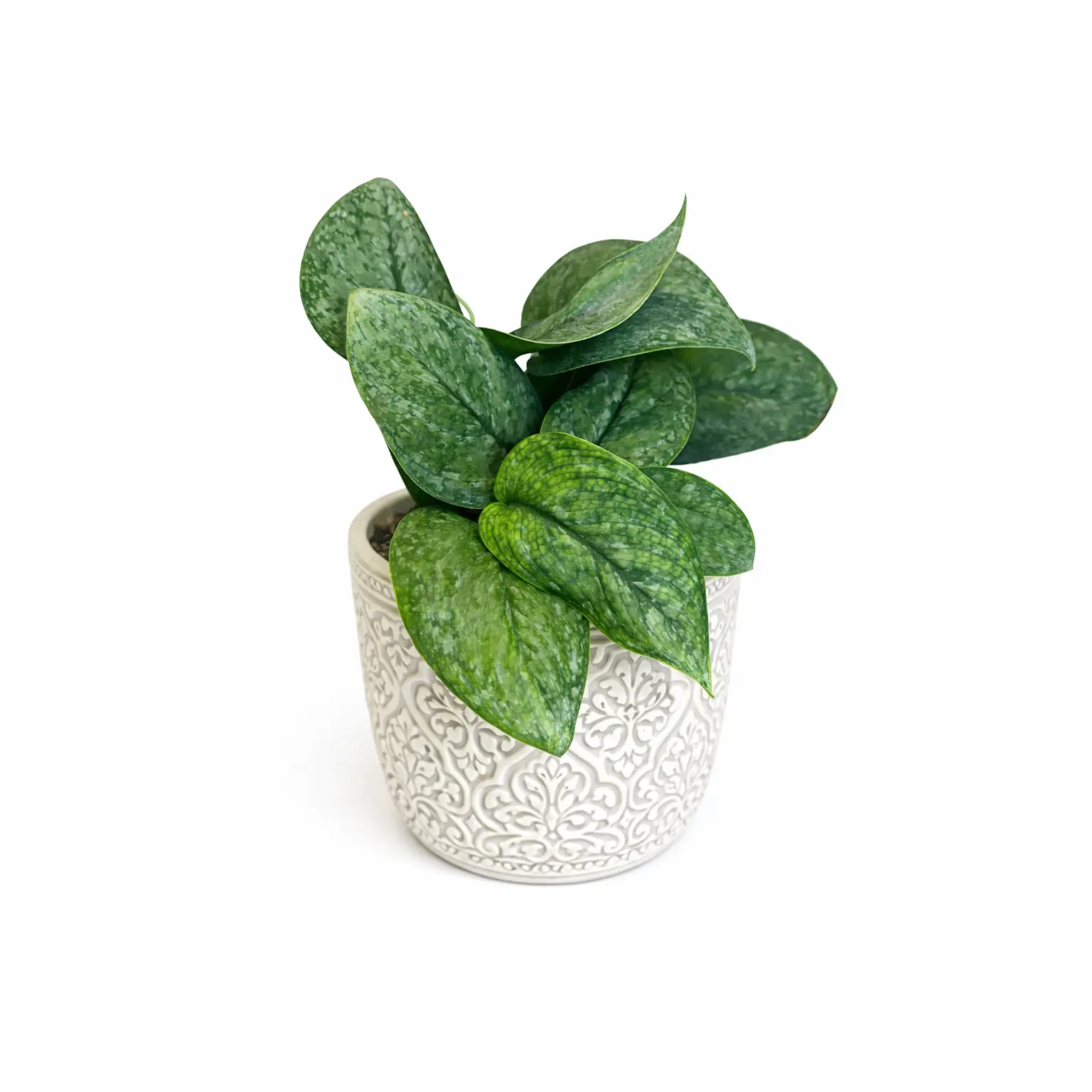 6" Scindapsus Mount Salak