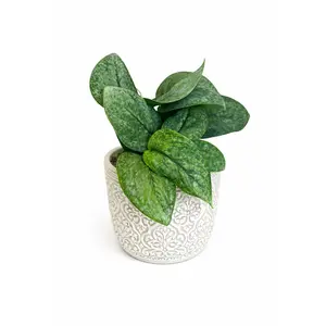 6" Scindapsus Mount Salak