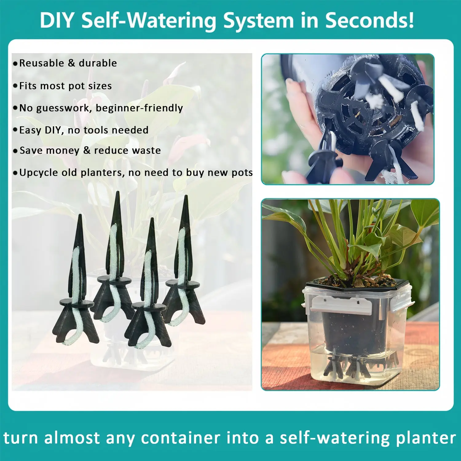 dracaena indoor plant Buy Premium Indoor Plants Online
