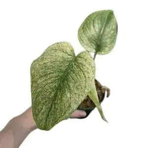 Monstera Deliciosa ‘White Monster’ 4” Potted Live Plant - Ultra Rare Variegated Monstera - Minty Ghost Foliage - Exotic Tropical Aroid - High-End Collector’s Item - Unique Marbled Leaves - Indoor Statement Piece - Designer Plant