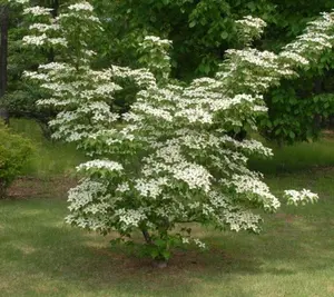 Kousa Dogwood Tree ( Cornus )