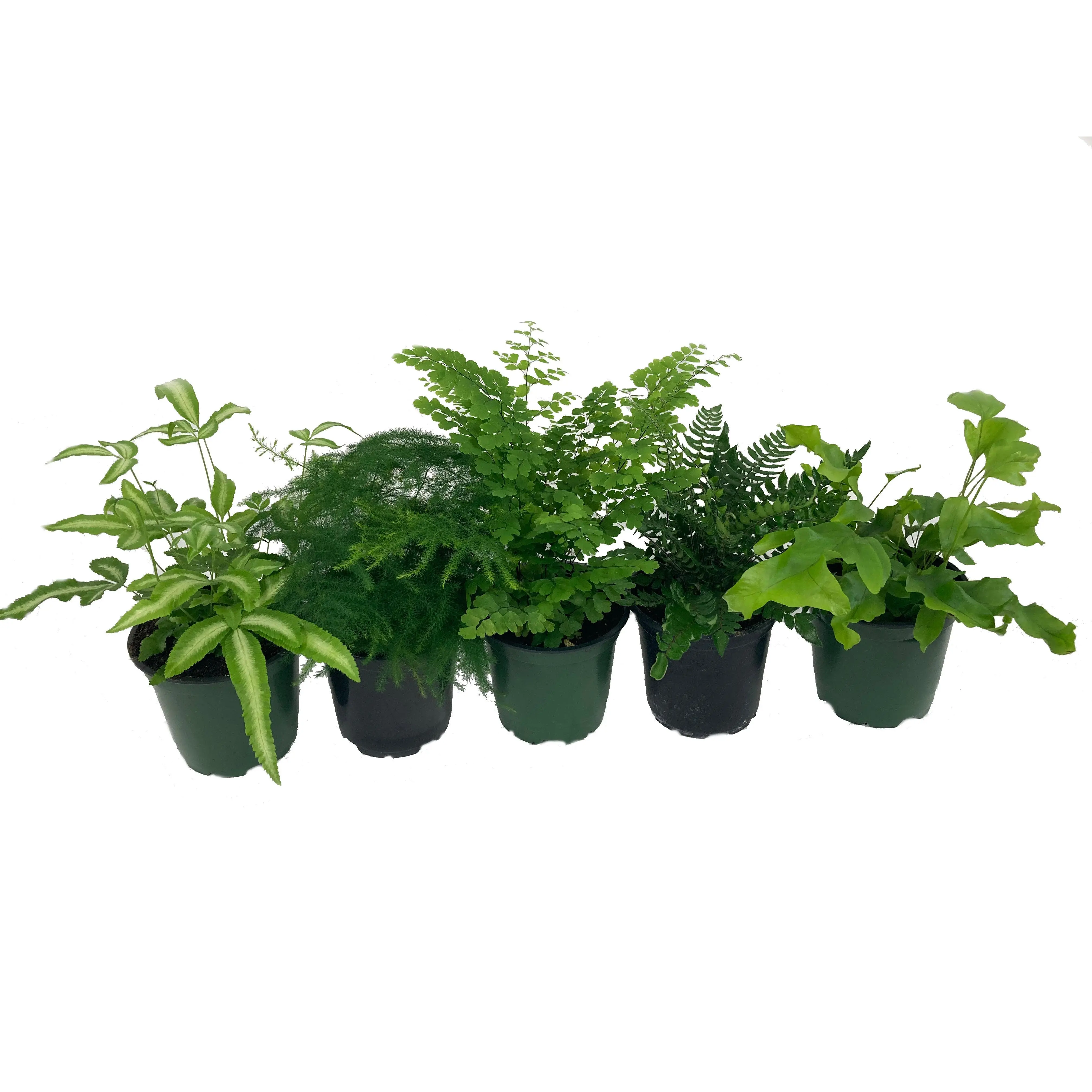 Exotic Fern Assortment - 5 Live Plants in 4 Inch Pots - Rare and Exotic Ferns from Florida - Growers Choice Based On Health, Beauty and Availability - Beautiful Clean Air Indoor Outdoor Ferns