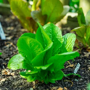 Giant Caesar Romaine Lettuce Seeds (Lactuca sativa) Tall romaine with broad, crisp leaves and excellent flavor. Great for Caesar salads and heat-tolerant spring or fall harvests