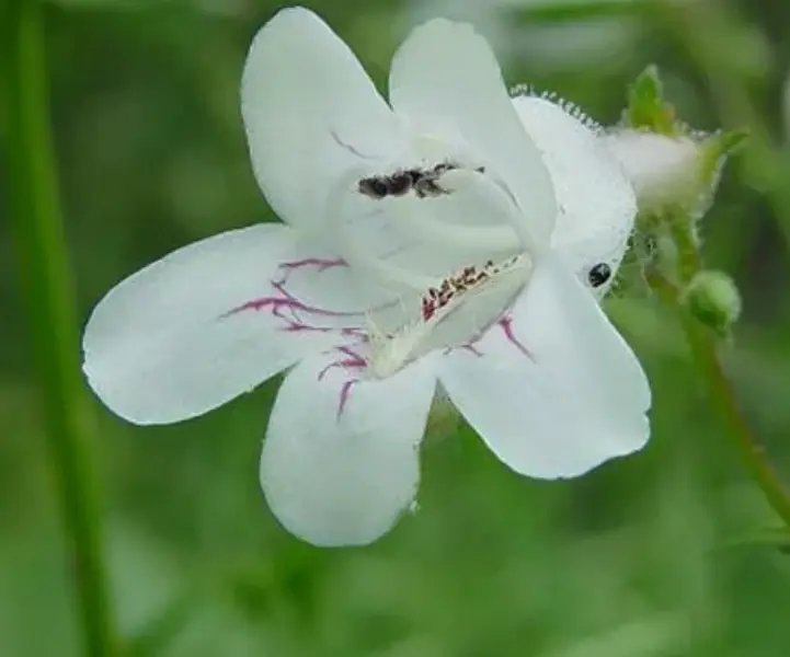 Penstemon digitalis | Talus Slope Beardtongue | Foxglove | 200_Seeds