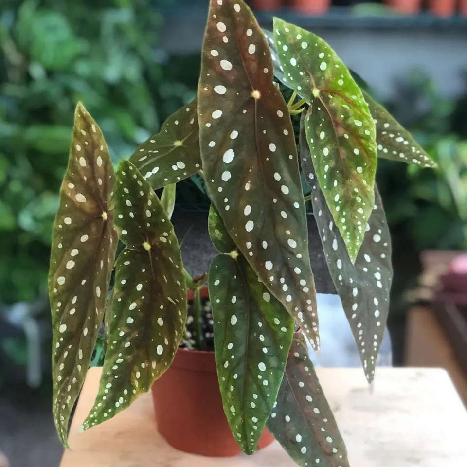 Angel Wing Begonia ’Eric Seel’ - 6” pot