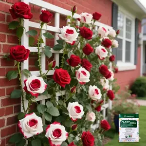 Red & White Rose Garden Growing Set | Fragrant Blooms for Outdoor Yard Patio Balcony Flower Beds Full Sun Easy Care