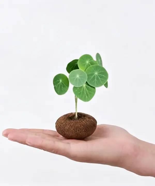 1.5" Rare Stephania Erecta Caudex Plant - Red Vine Bulb, Easy-to-Grow Indoor Houseplant for Beginners, Partial Shade Decorative Bag Garden Supplies