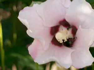 USED-Heritage and Horizons:Old Dominion University First Edition Hardback 1987 by Richard A. Rutyna and John W.Kuehl (Hardcover)