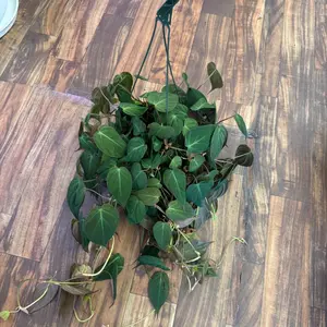 Philodendron Micans 8" Indoor House Plant for Decor - Variegated Velvety Heart-Shaped Leaves in Green Bronze & Cream Tones - Easy Care 8-Inch Pot