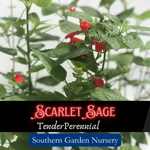 Scarlet Salvia Flower Seed Pack, Tropical Sage, Native Perennial Wild Flower Seed, Hummingbird Flower and Pollinator-Friendly Garden, Beautiful Perennial Native Flower, Heat Tolerant, Drought Tolerant