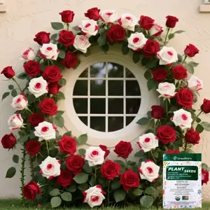 (ZS#FF)Rose Seeds Red White Mix | Flower Planting Seeds for Home Garden | Decorative Rose Growing Seeds Kit | Patio Balcony Garden Plants