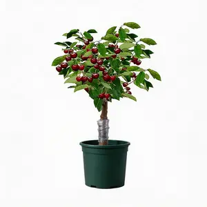 Organic Cherry Tree Plant High Yield Fruit | Easy Care Garden Favorite