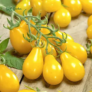 Yellow Pear Cherry Tomato Seeds | 30 Seeds Yellow Pear Cherry Tomato Seeds | 30 Seeds