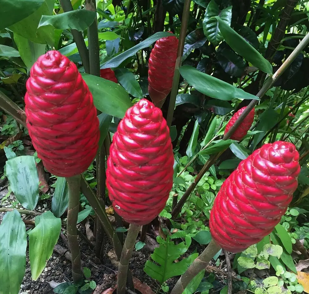 Shampoo Ginger Plant 4 Inch Pot Zingiber Zerumbet Plant 5-7 Inch Tall