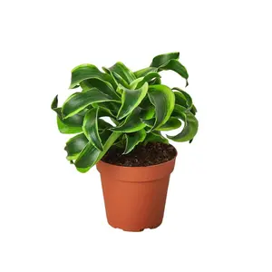 212 MAIN Tornado Dracaena Potted Indoor Plant, 4-in. Pot, for Home Decor Aesthetics & Indoor Decoration, Potted Indoor Plants