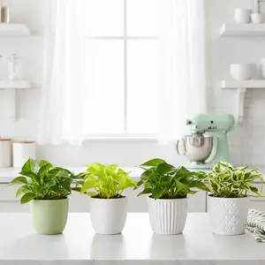 4 Different Pothos Plants in 4" Pots