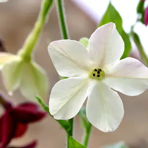 White Starmaker Nicotiana Pelleted Seeds (Nicotiana alata) – Hybrid, Easy-to-Sow Pellets for Fragrant Blooms & Long-Lasting Garden Color