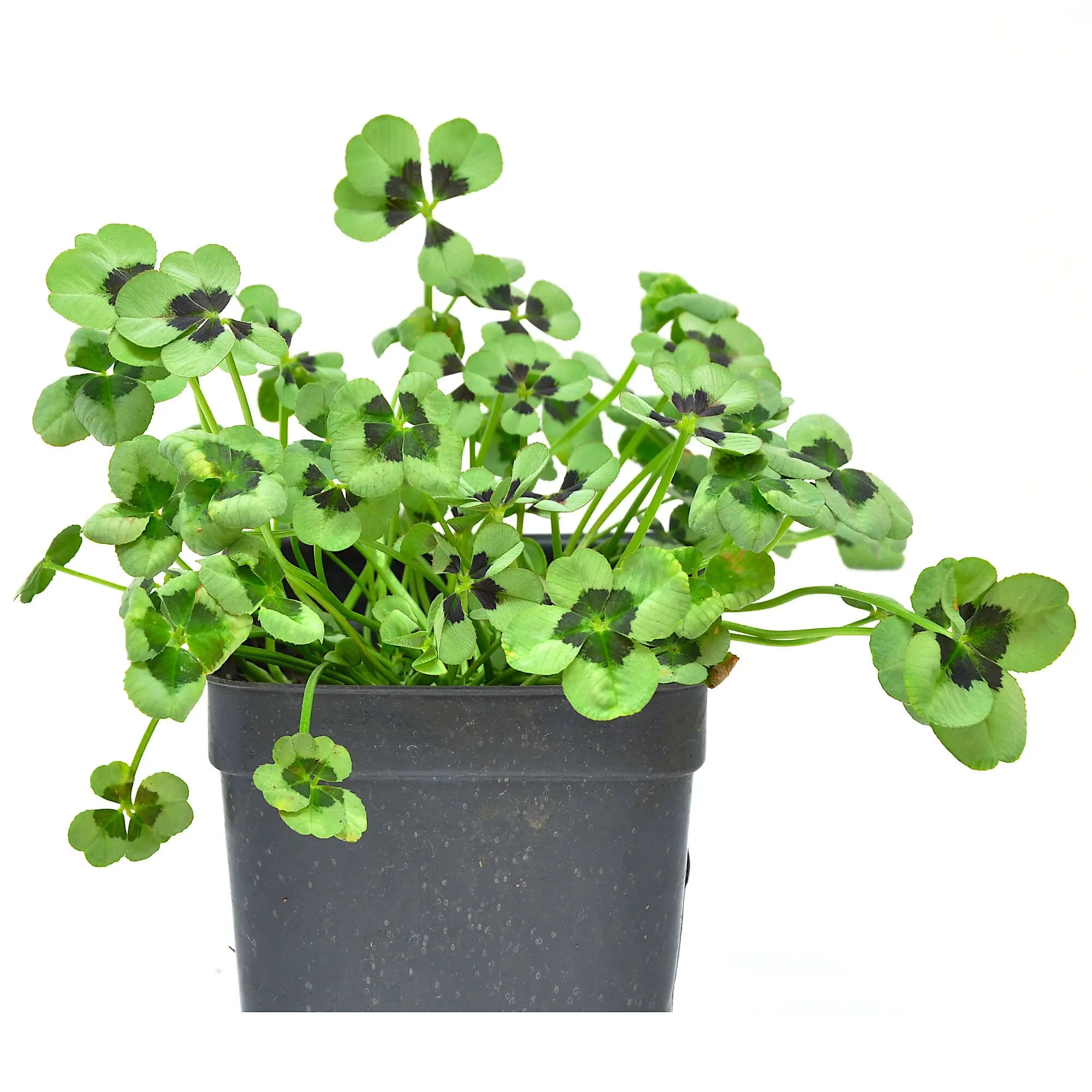 Trifolium Lucky Clover, Dark Eye, Shamrock Clover