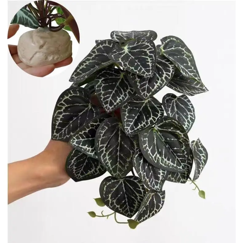 Anthurium Crystallinum