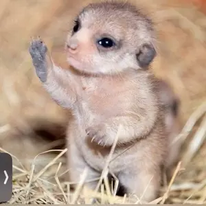 Powerful Quiet Motor Walking Pad Under Desk Treadmill 3 in 1 Portable with Remote Control LED Display 2.5 HP for Office Home Use 250 Lbs Capacity