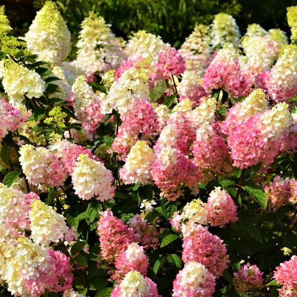 Strawberry Sundae® Panicle Hydrangea