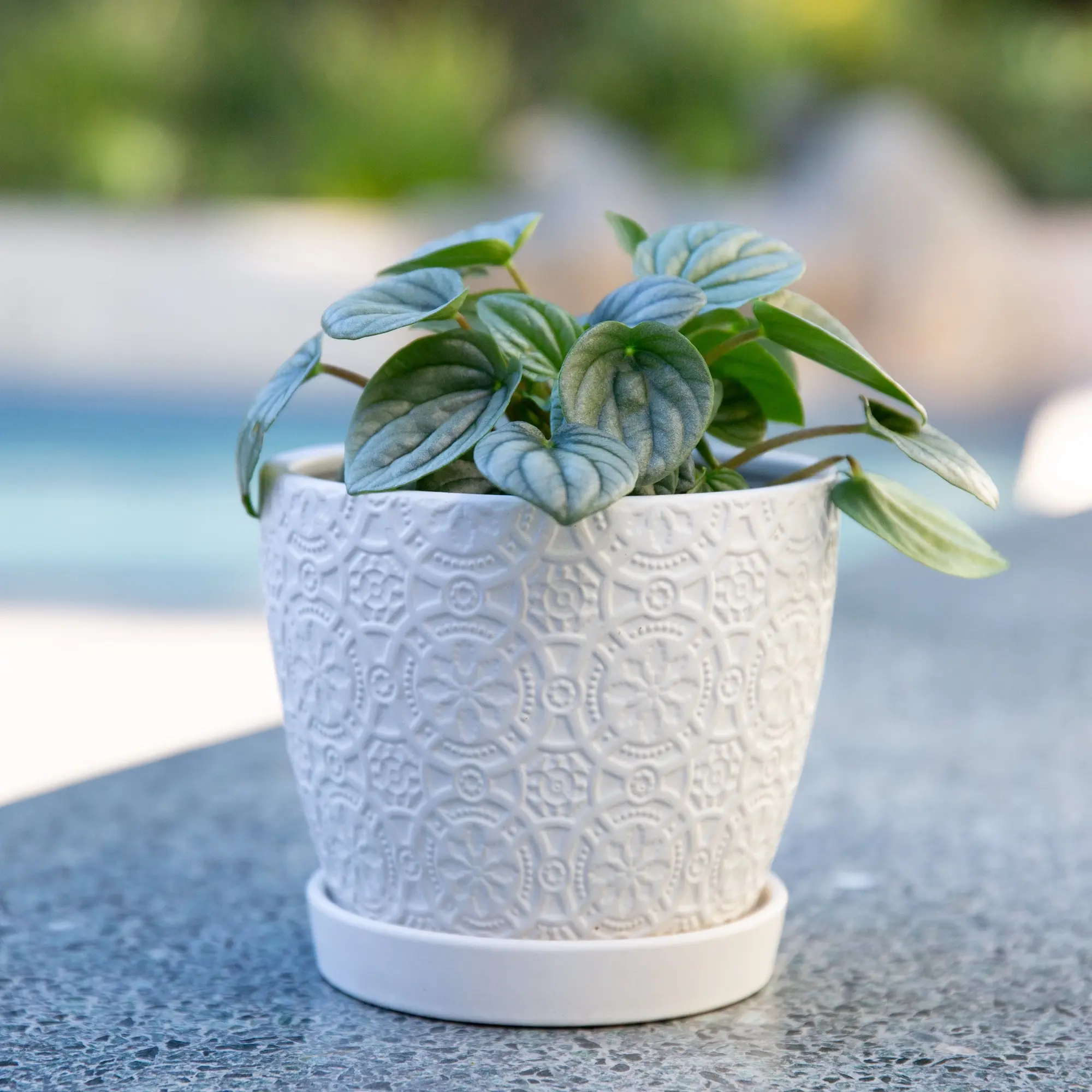 5.75" Catheral CERAMIC W/ SAUCER
