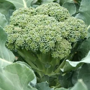 TomorrowSeeds - Green Sprouting Calabrese Broccoli Seeds -  Non GMO Fall Garden Winter Vegetable Seed Broccolini For 2024 Season