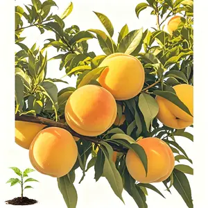 High-quality yellow peach seedlings that are easy to grow and require no maintenance. The fruit is sweet and inviting. Whether you are a novice gardener or an experienced gardener, you can grow high-quality yellow peaches.