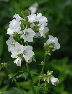 50 Pearl White Jacobs Ladder Flower Seeds