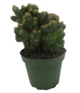 Crested Red Monstrous Cactus - Cereus Peruvianus - Houseplant/Terrarium/Fairy Garden - 4" Pot